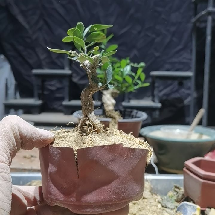 完全开放金豆小橘子绿植