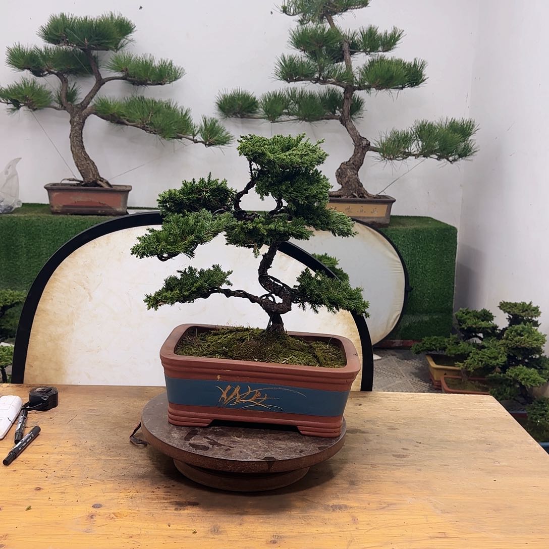 福**货盆景盆景盆景盆景