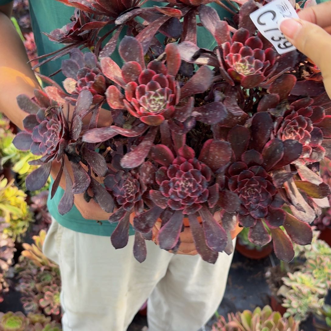 无花朵739多肉植物捧花的