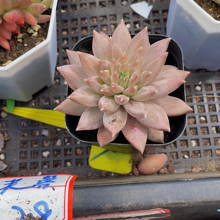 灰姑娘带盆土发货