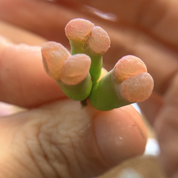 018特特特 肉锥植物