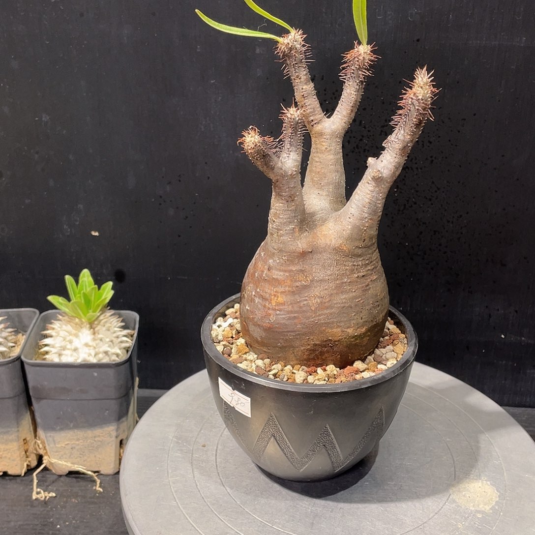 象牙宫带盆包邮啦