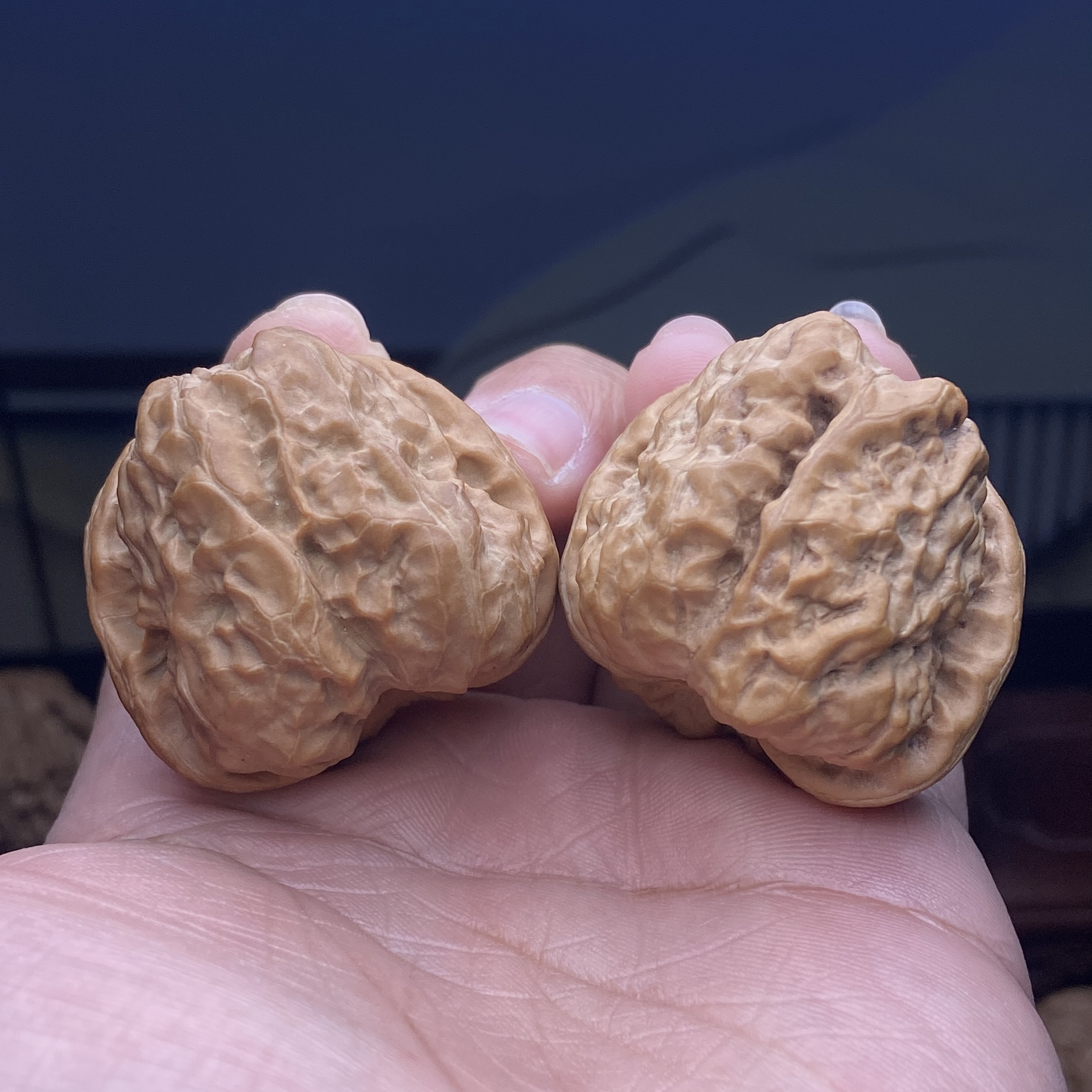 40全品蛙蛙狮子头