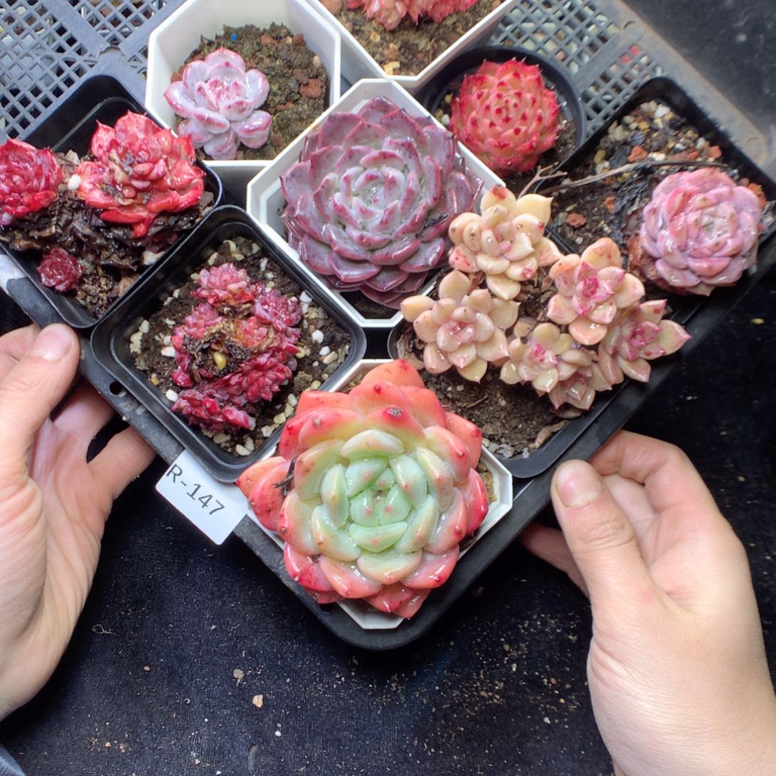 无花朵R147。yyyyyyyy