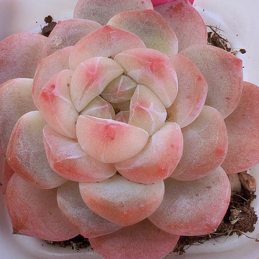 黛玉冰魄19包邮多肉