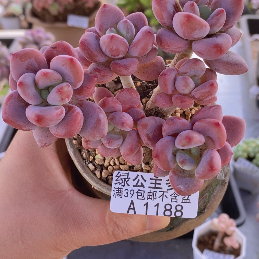 樱花洛神9cm1188多肉植物