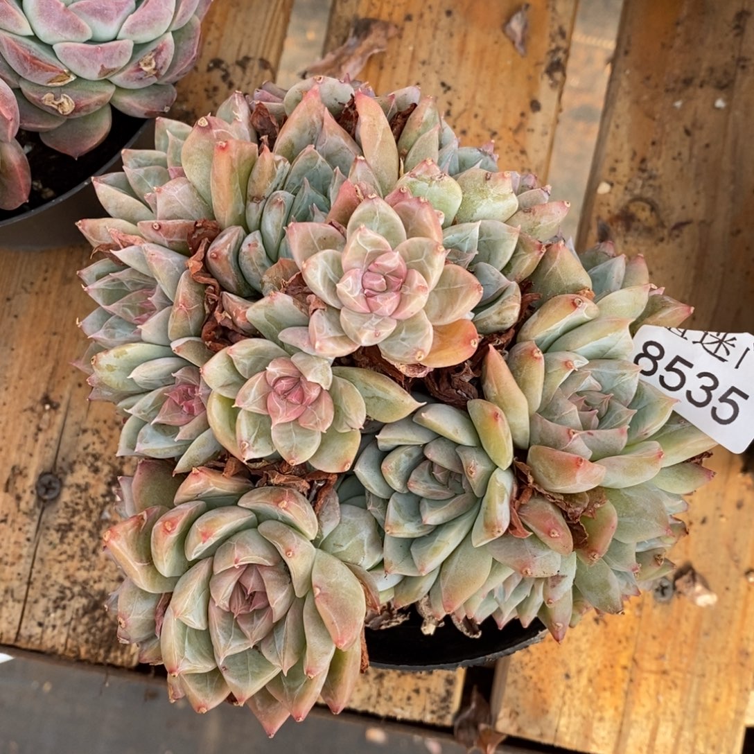 一***心杂交精品多肉8535~15厘米