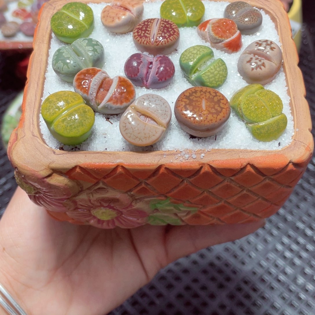 w1351 带盆土发货-零下地区拍保温箱