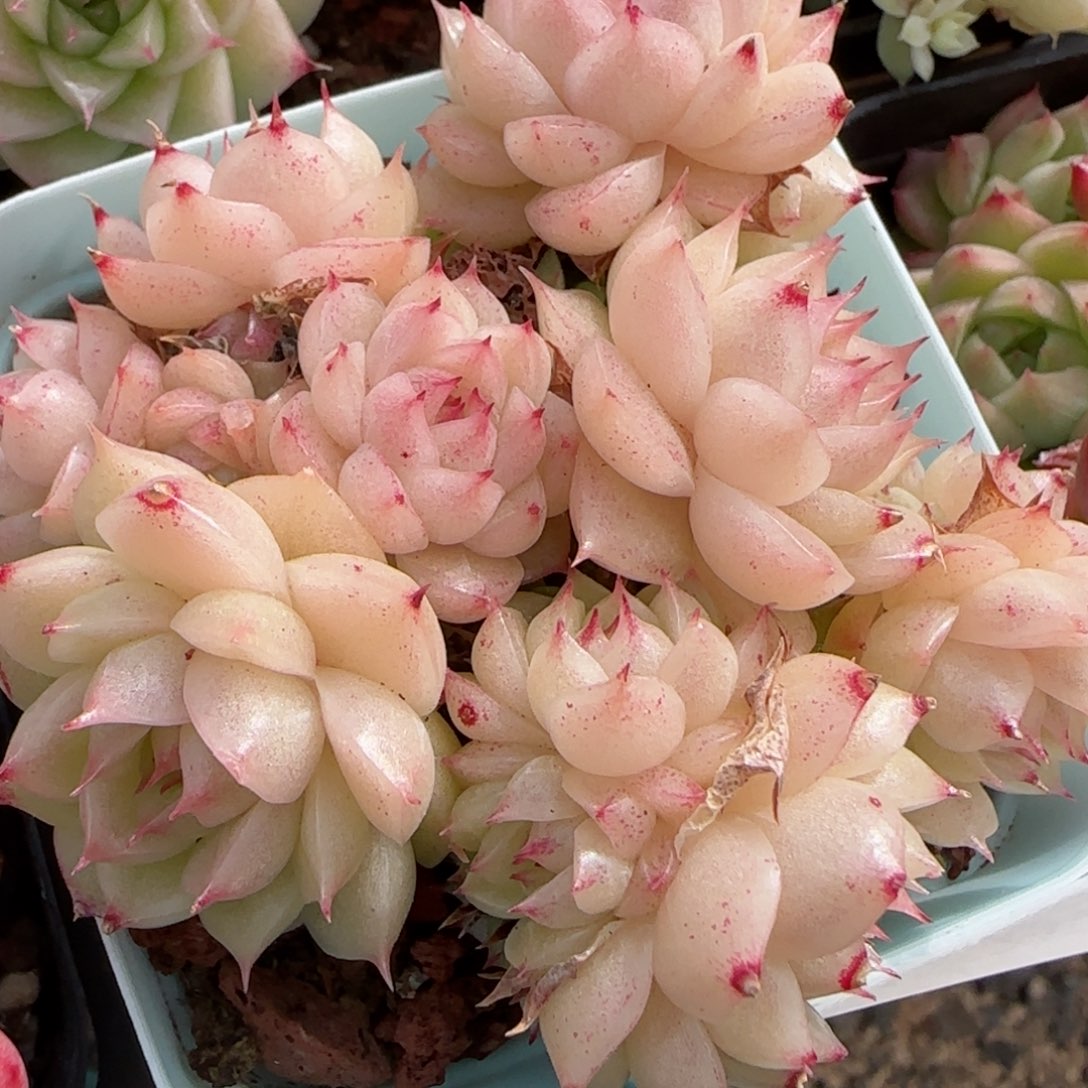 花语逸镜0208-553