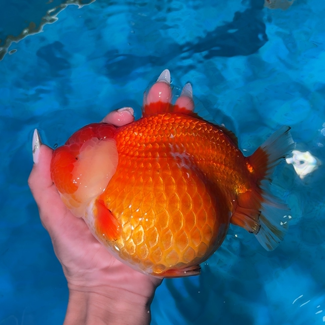 金鱼类不分公母15
