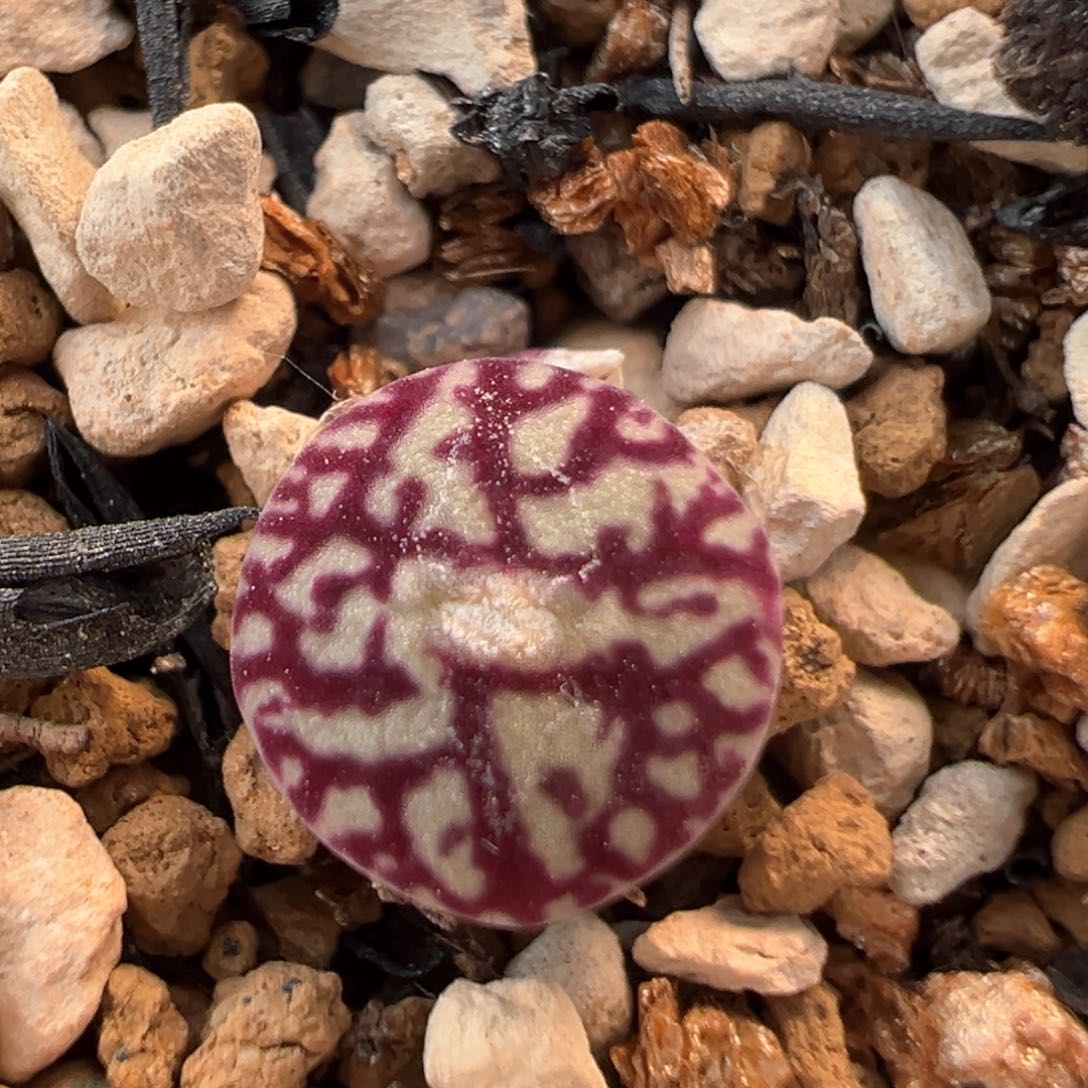 50多肉植物百科知识