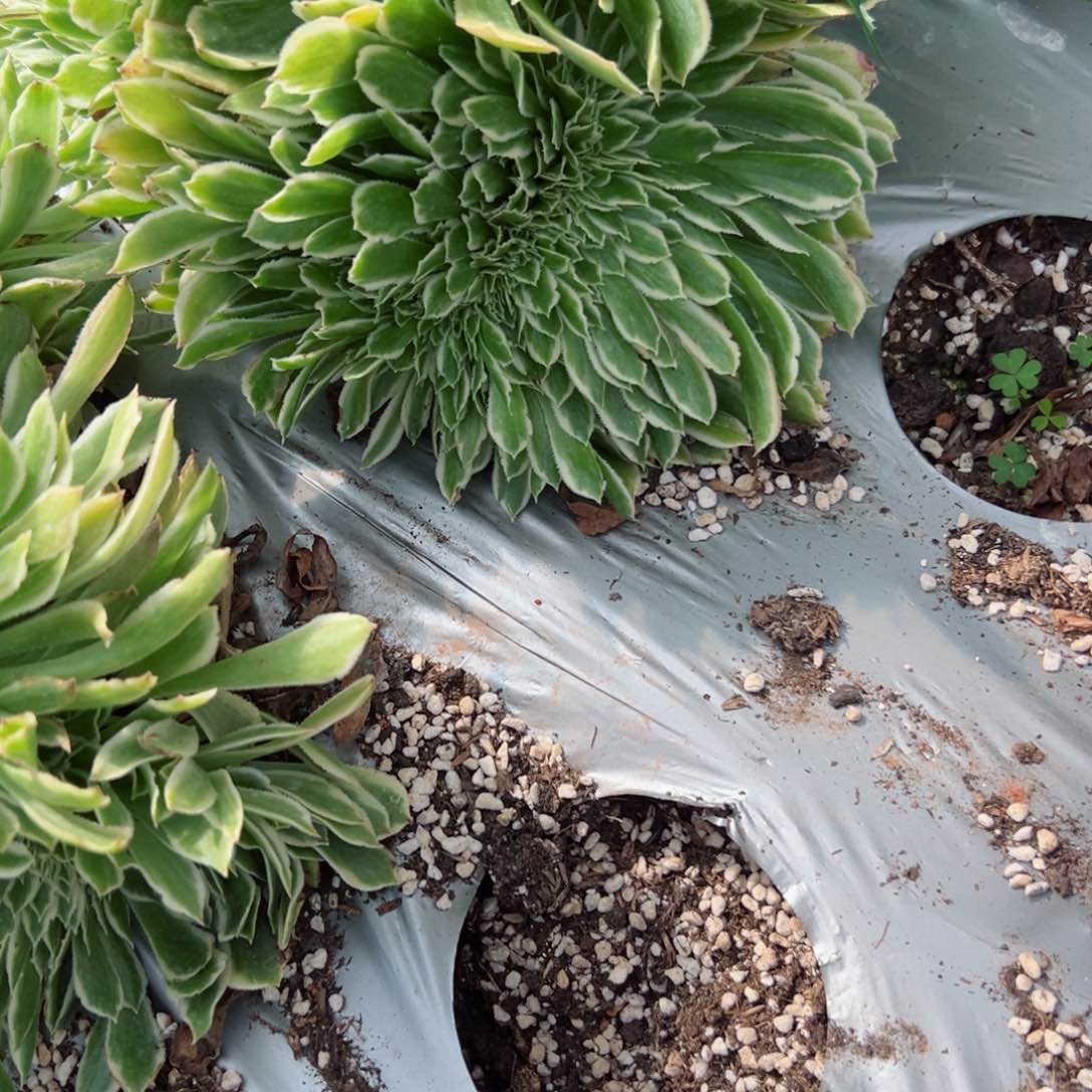 823 号多肉植物法师新年福利