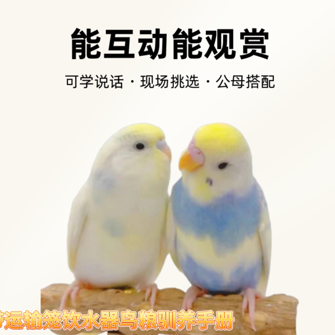 （大头）特色金彩大头虎皮鹦鹉，活体宠物鸟会学说话亲人，互动，