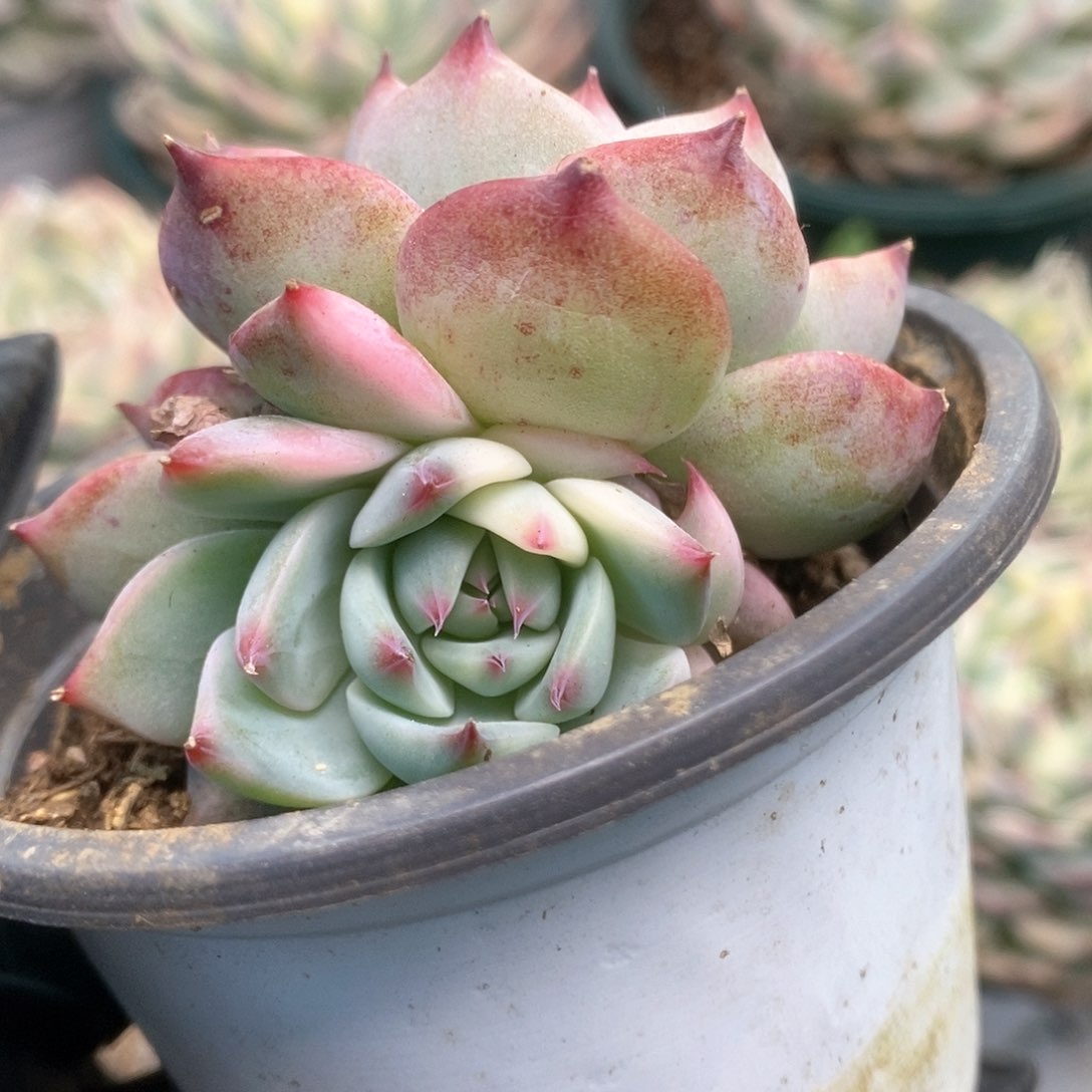 127锦锦锦锦锦锦锦锦