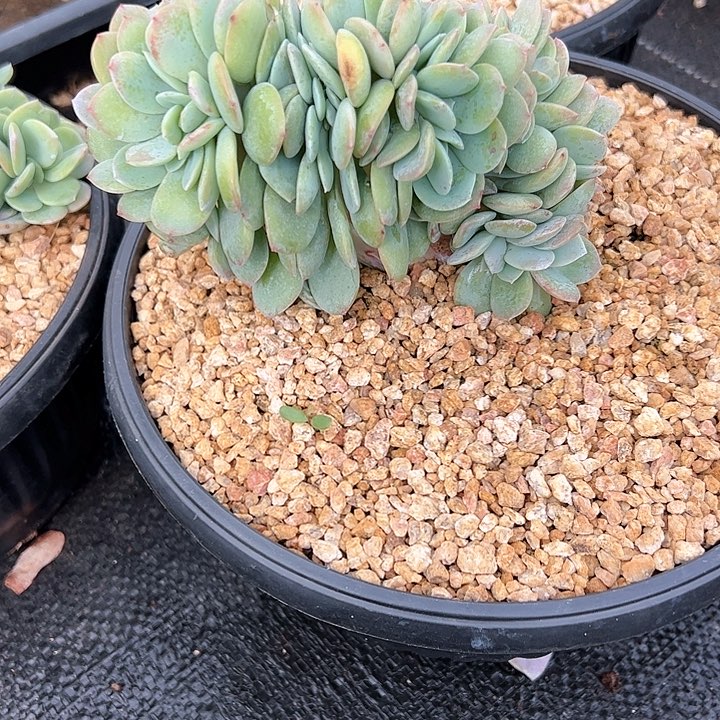 【闪购商品】凤缀福利