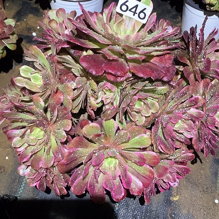 多肉植物法师646紫嫣