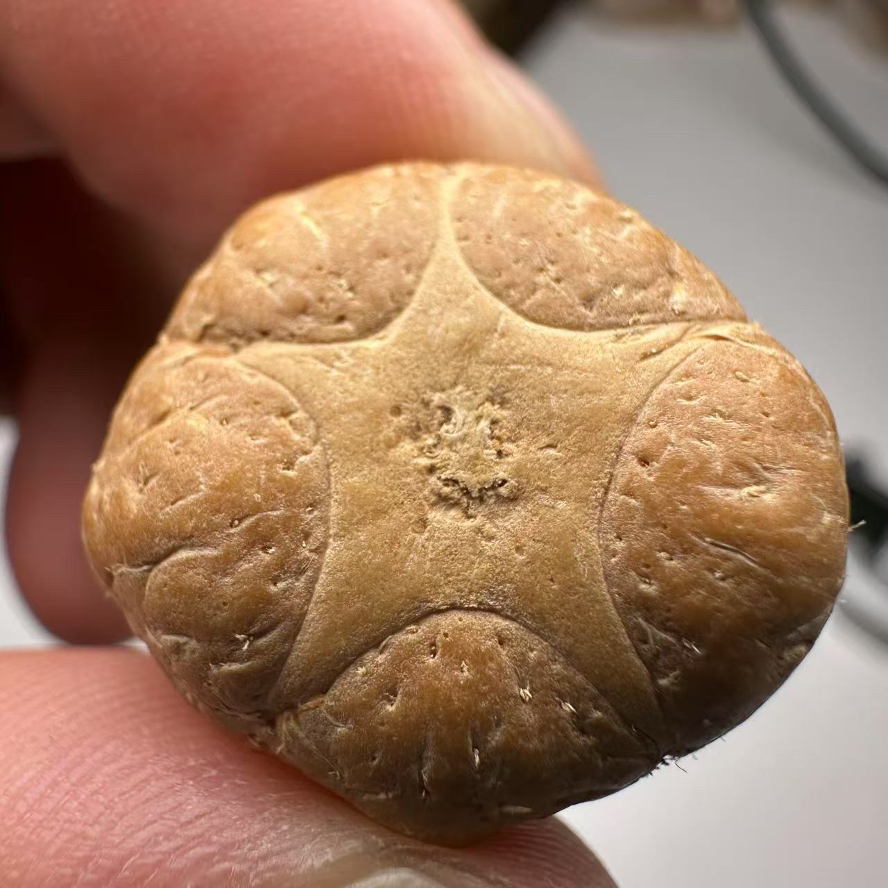 尼泊尔五星菩提，尺寸23 ，sss系列，货号5
