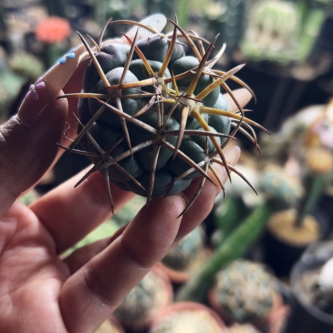 安宅象牙仙人球111111111111