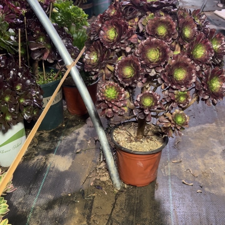 59红铜壶中多肉多肉