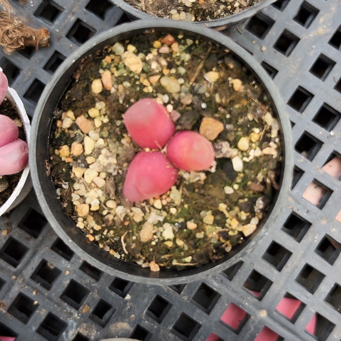 352多肉植物提取萃取剂中