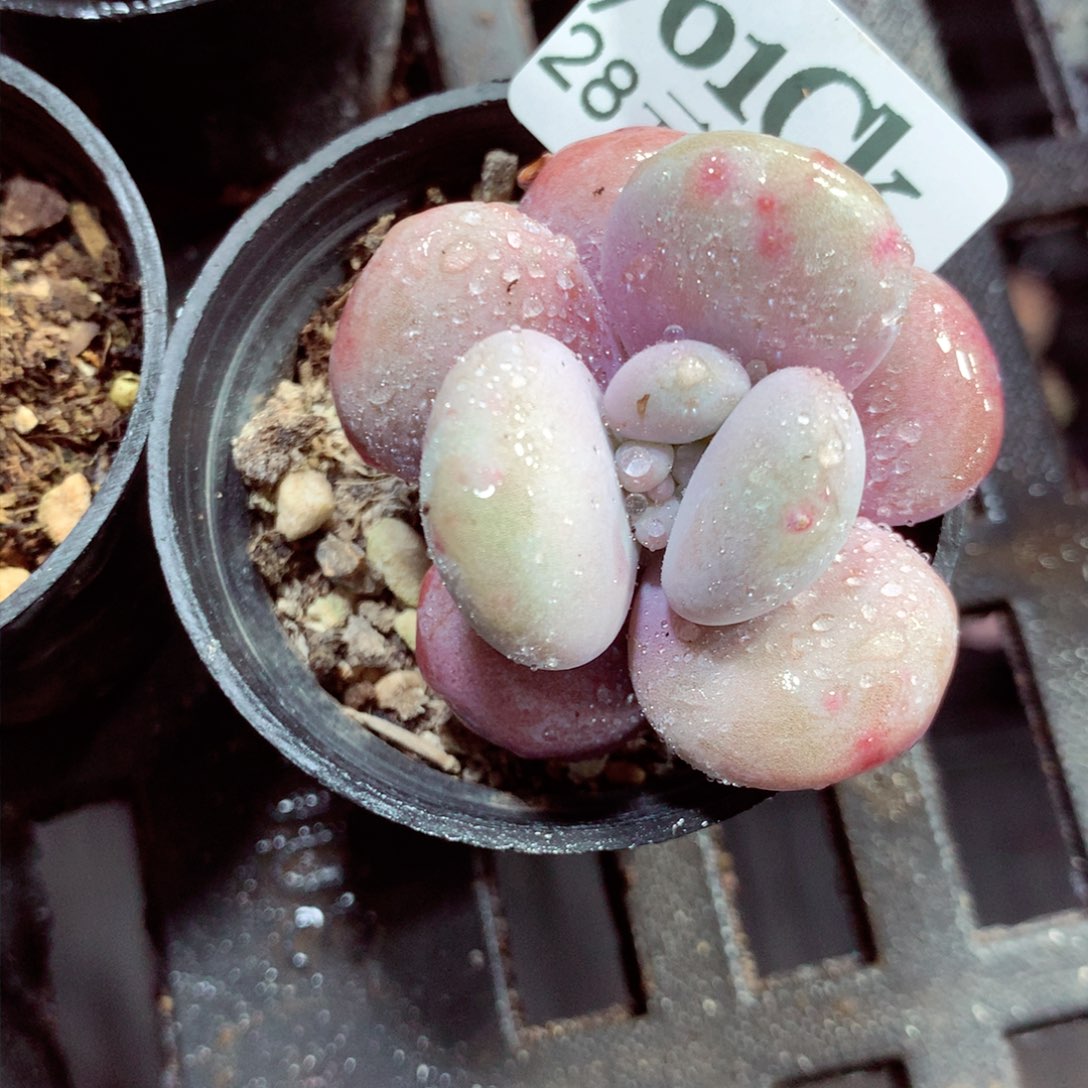 5厘米盆精控多肉761