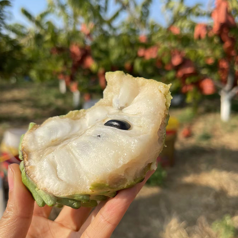 云南当季凤梨释迦果番荔枝水果番荔枝牛奶释迦果