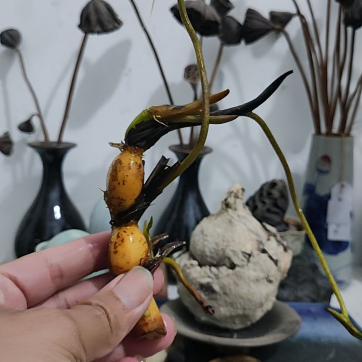 当前无花栽培后可以开花☆开播福利:金苹果种藕1支