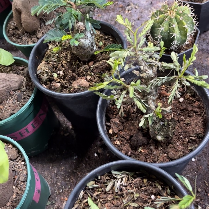 沙漠苏木好养好活