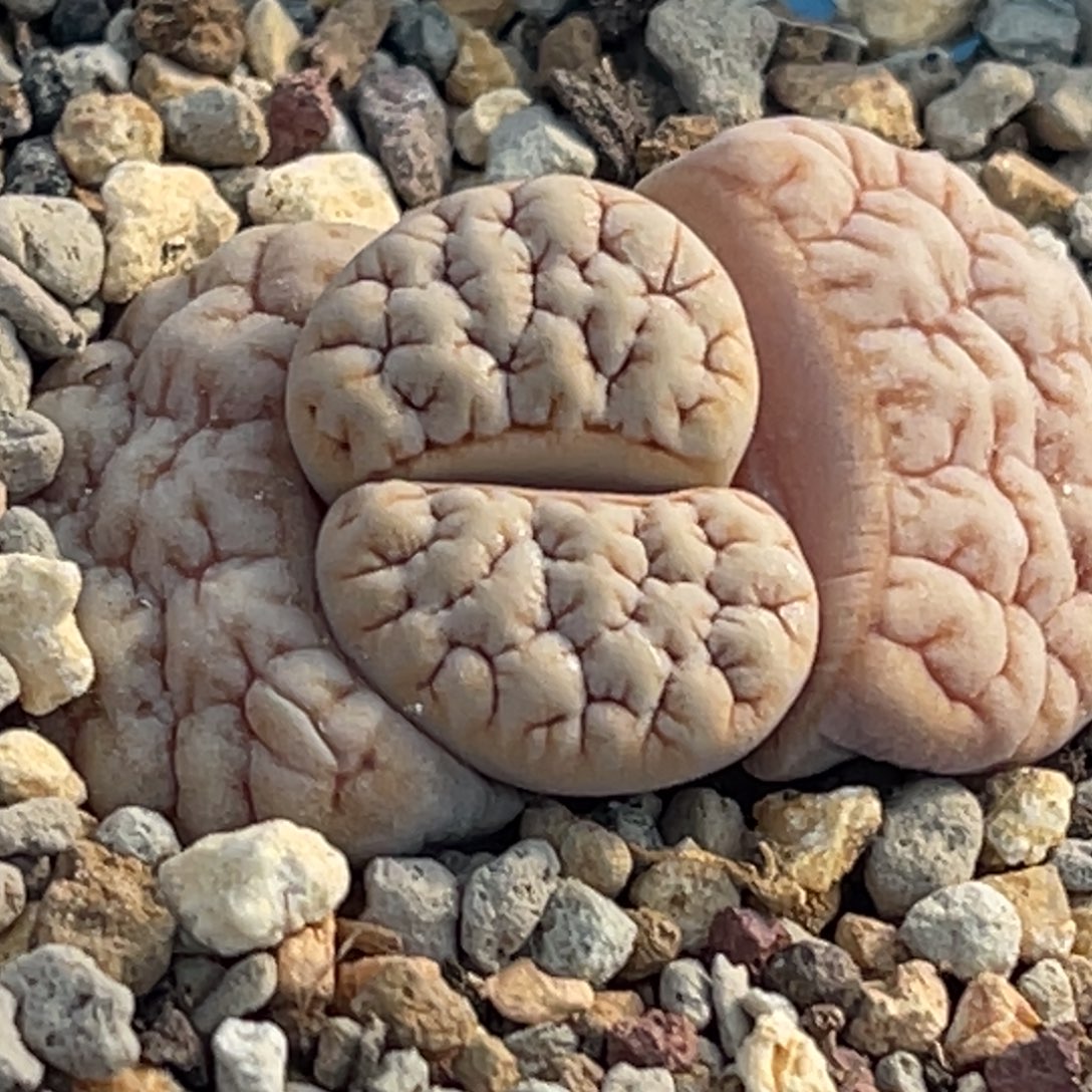 8731凹凸睫毛铁189一颗