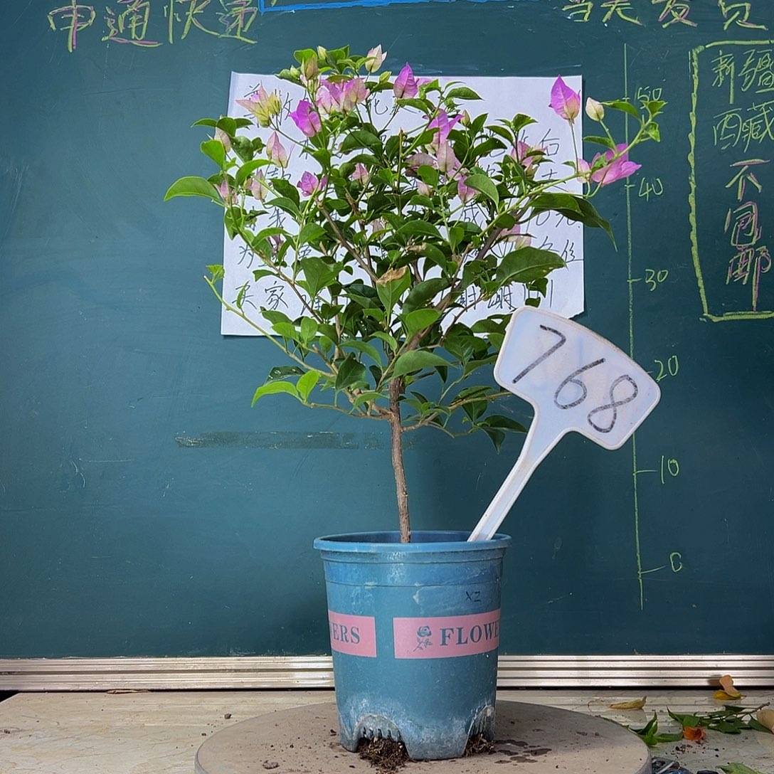 当前无花栽培后可以开花 雪紫  768