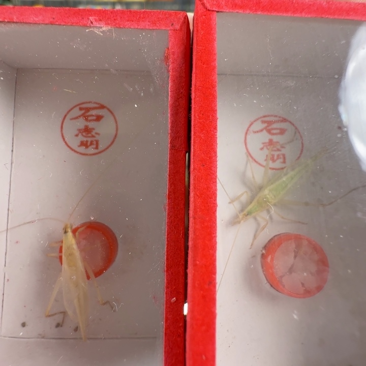 石老师杂青竹蛉2只