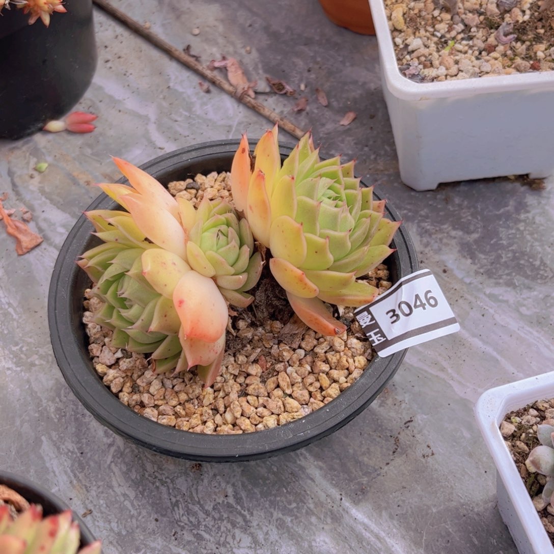 杂多肉植物哦3046