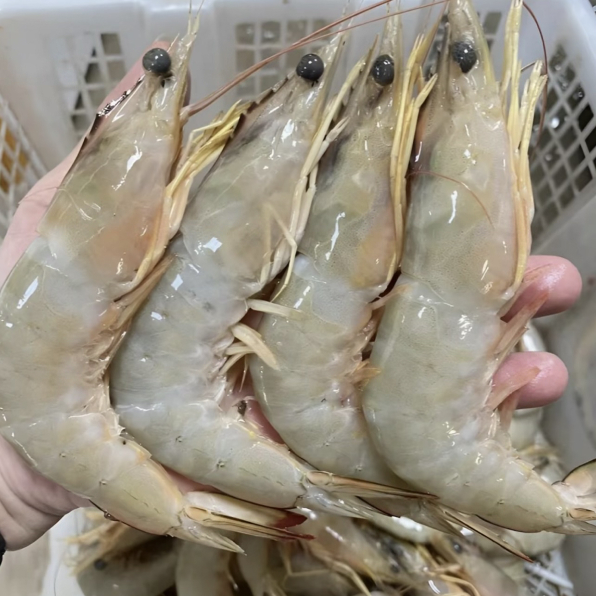 纯天然野生白刺虾2斤