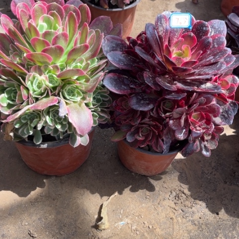 765多肉植物组合