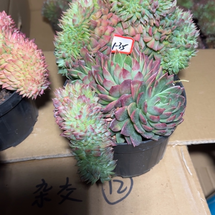 s***y精品多肉植物老桩杂交系列