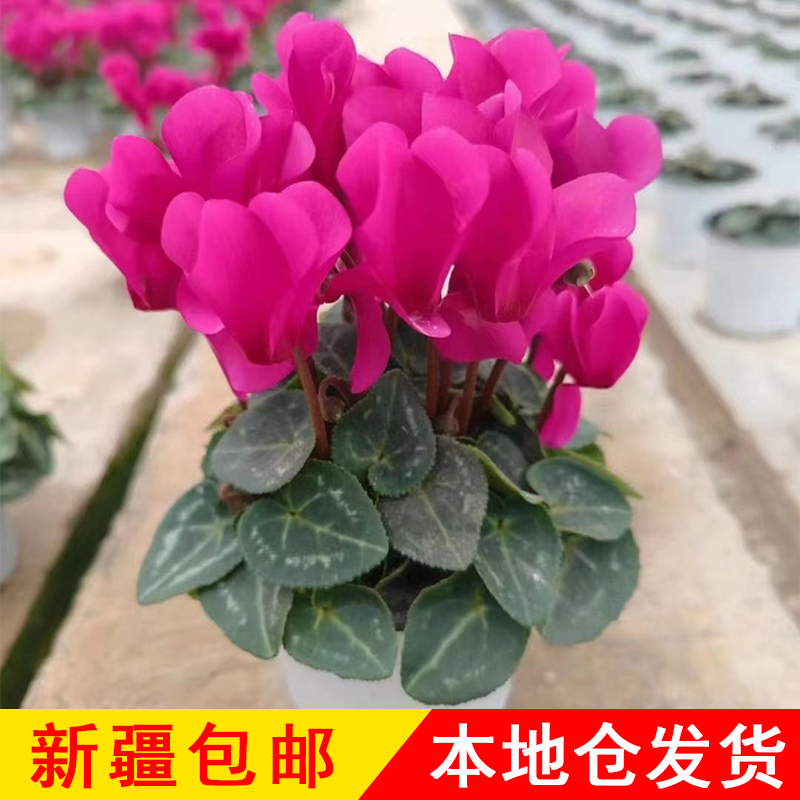 只发新疆仙客来盆栽带花发货好养室内花卉四季花阳台盆栽观花植物