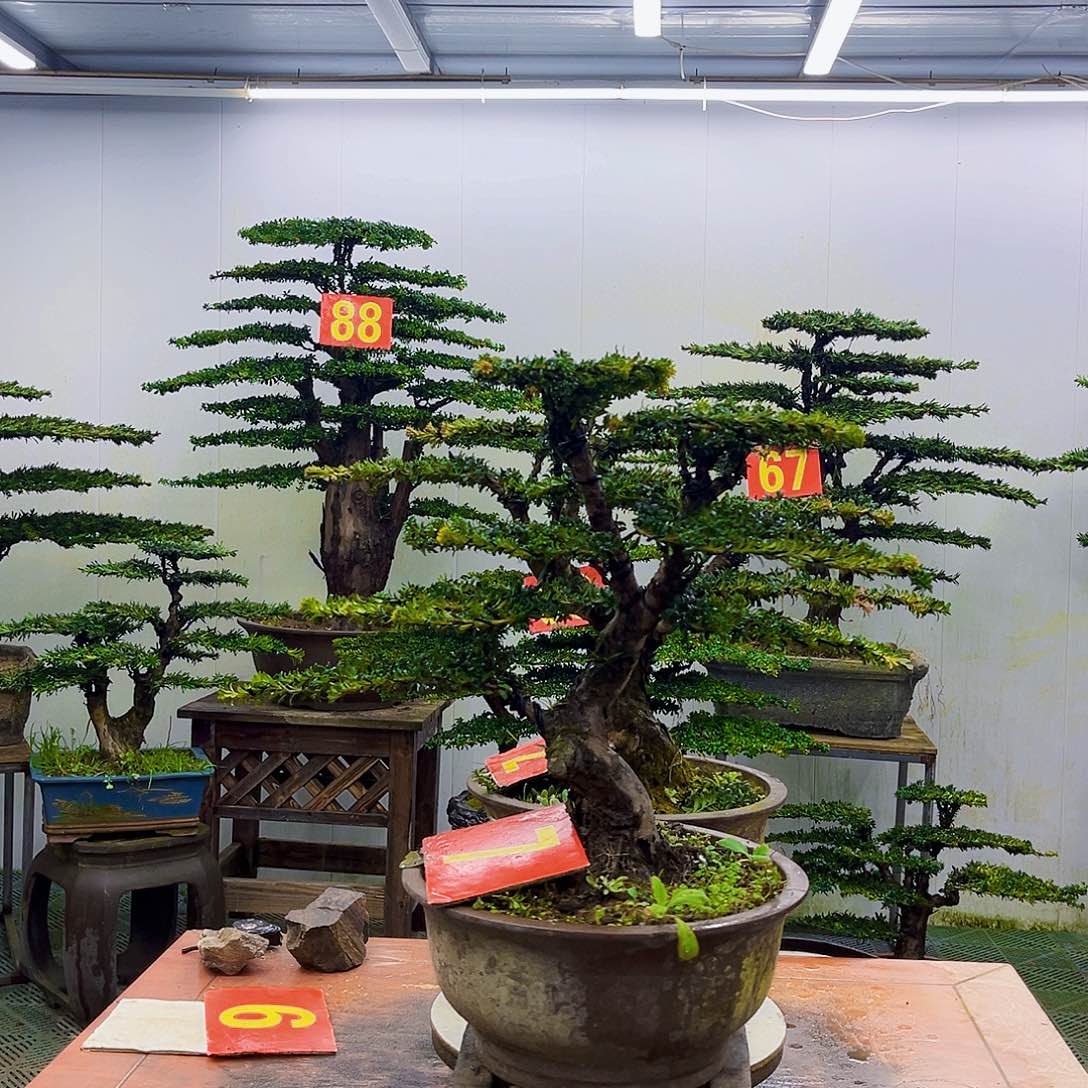 五***哥无花朵罗汉松盆景