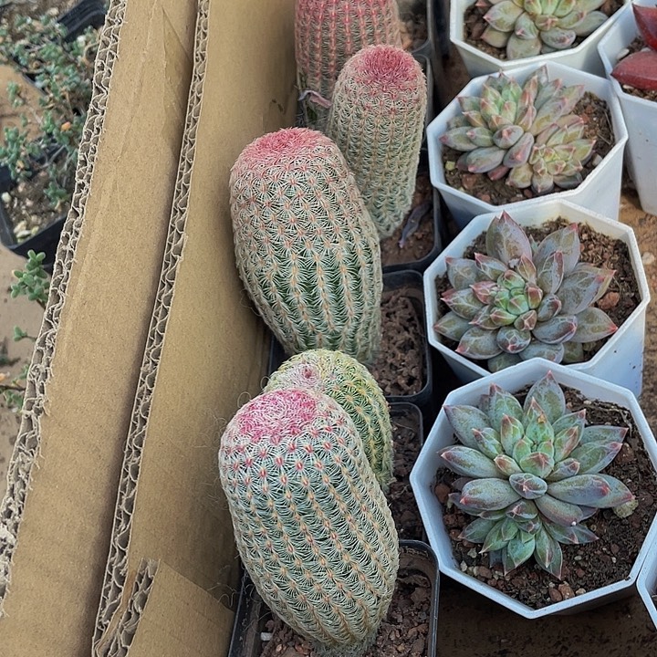 红太阳带盆土发货