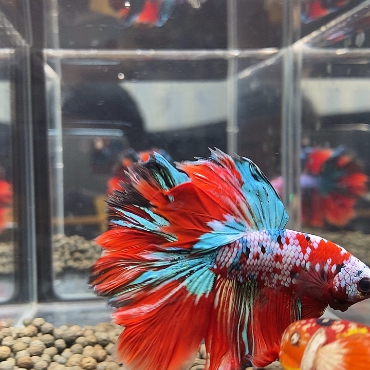 斗鱼黑148号巨否半月