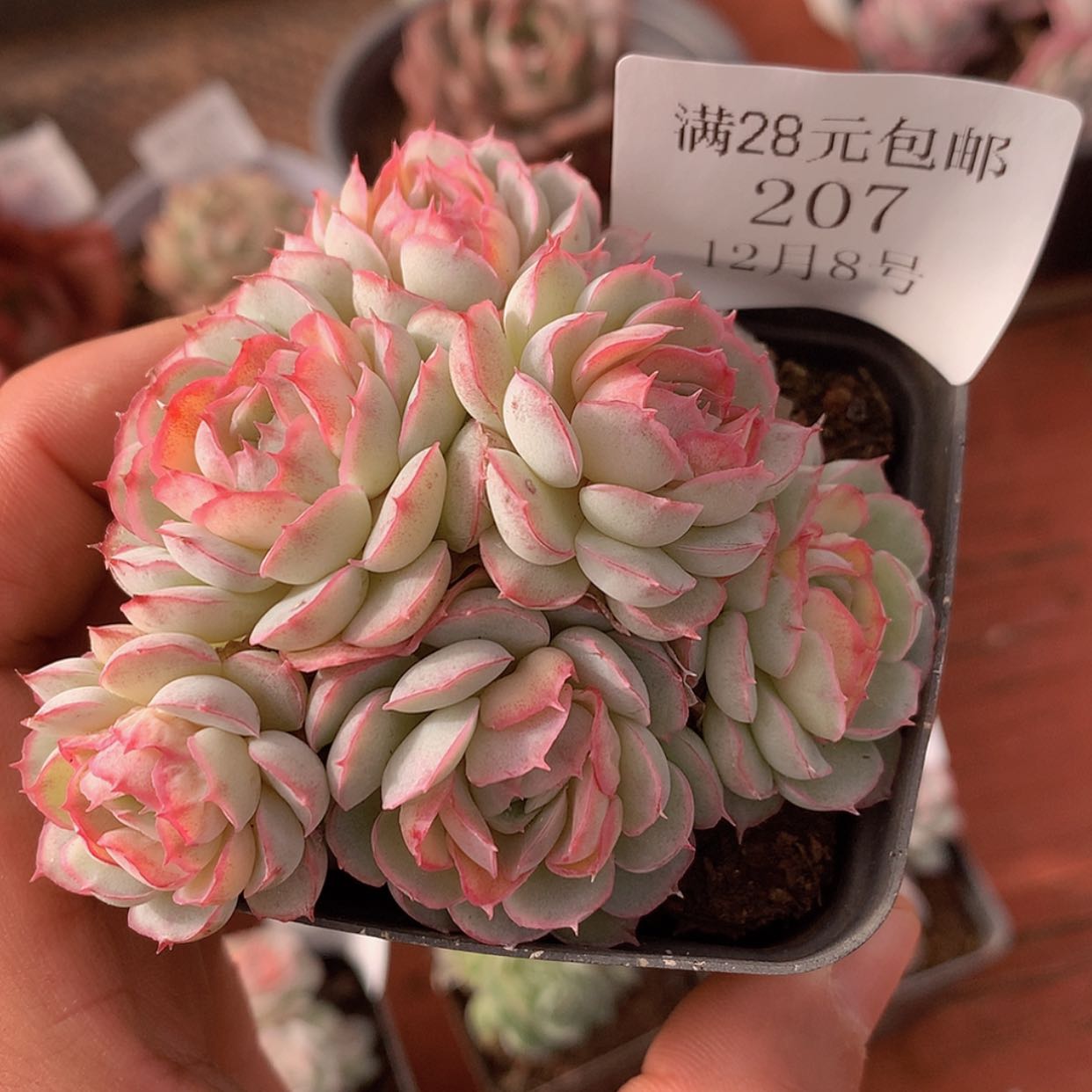 【闪购商品】云207号
