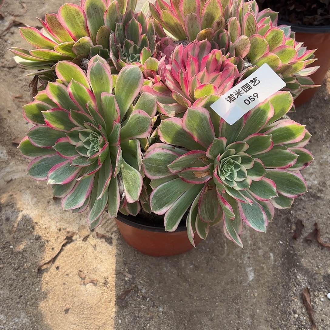 海王多肉植物绣球59