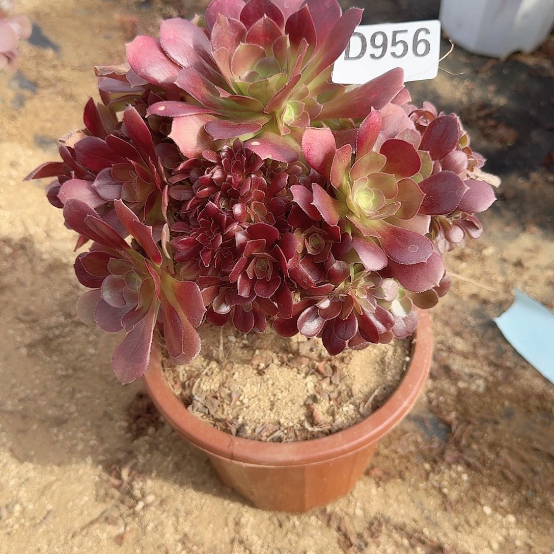 956玫瑰一颗满28包邮