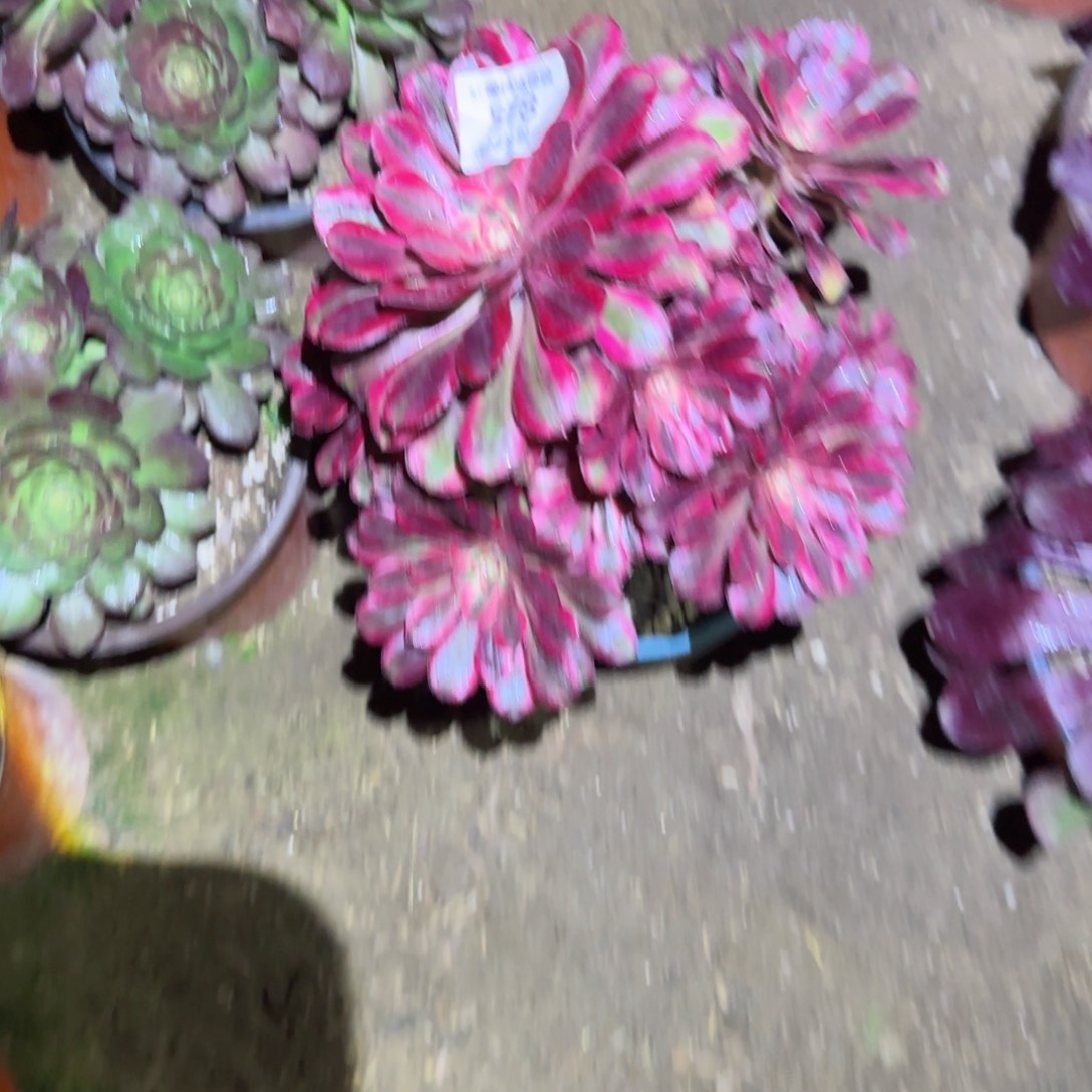 利纳法师多肉578