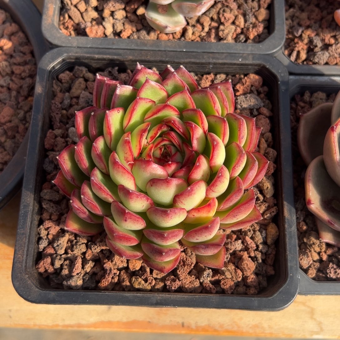 多肉单头萤火虫【非偏远满18包邮】