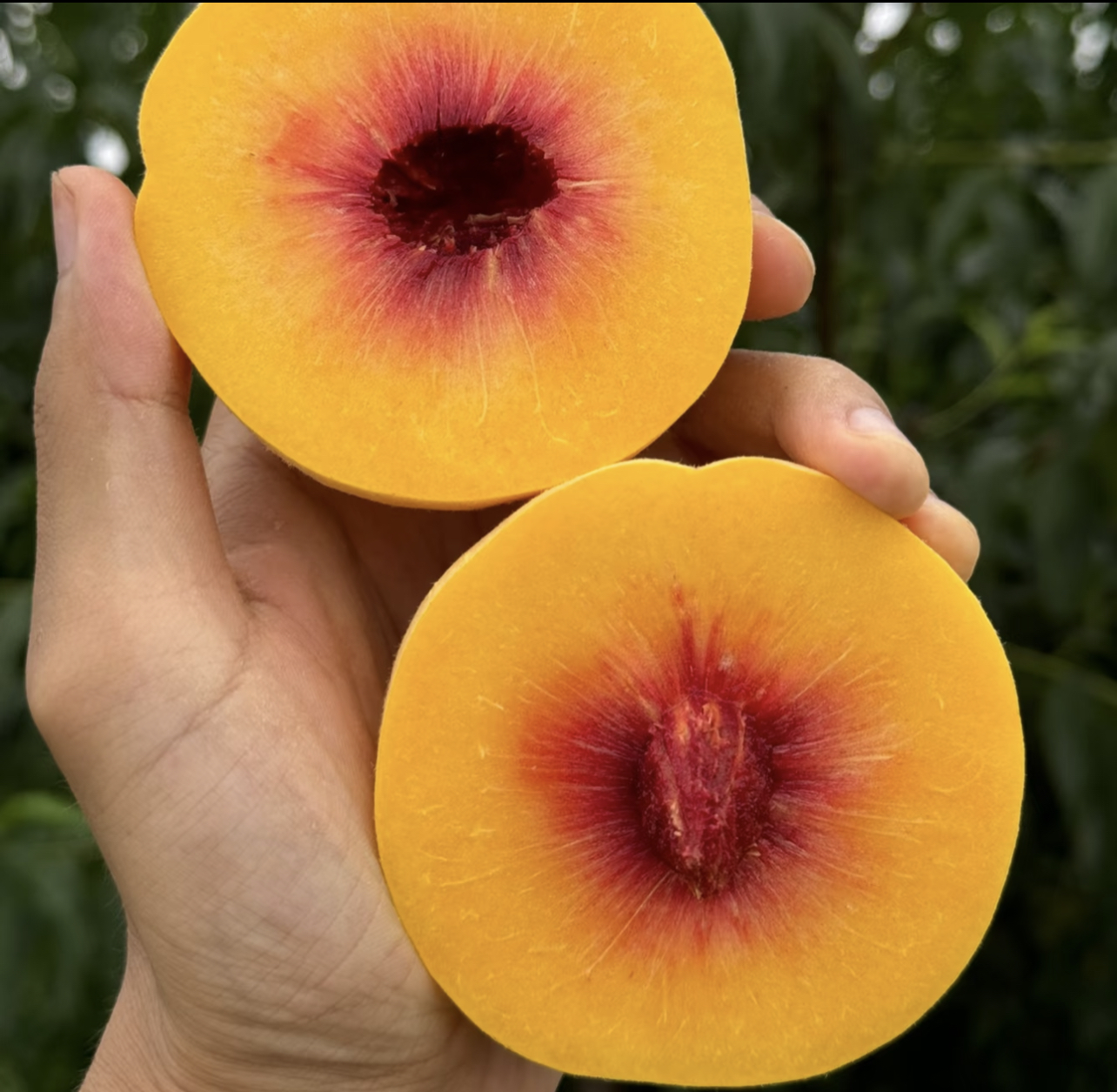 （顺丰速运）四川屏山太平龙山露天锦绣黄桃 纯甜无酸