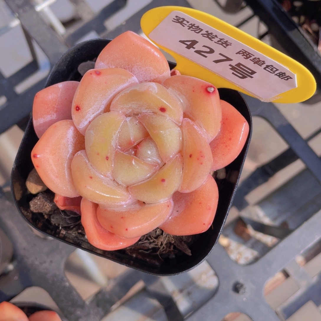 427号奶油糖心大白兔单头一个