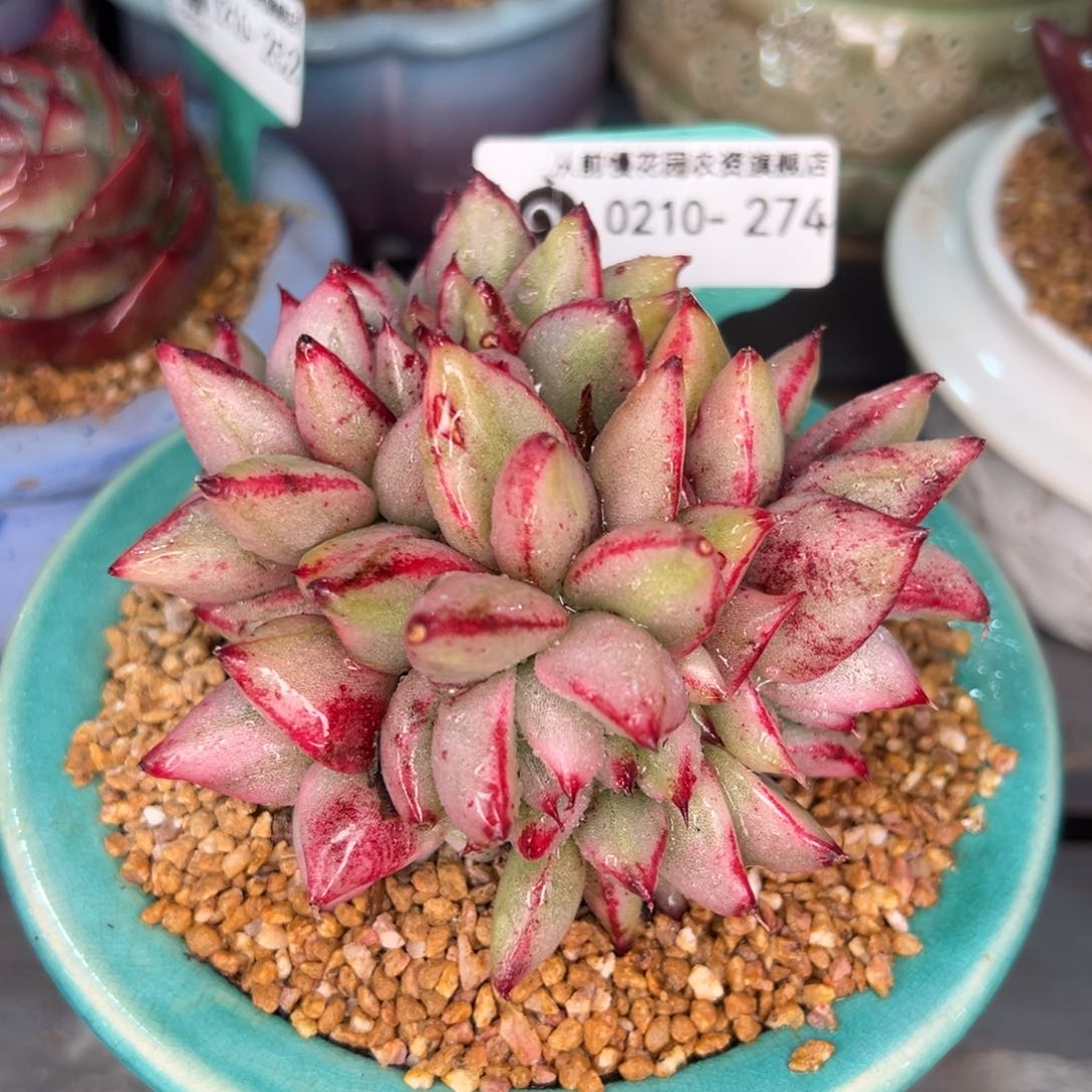 从前慢多肉精选编号0210.274