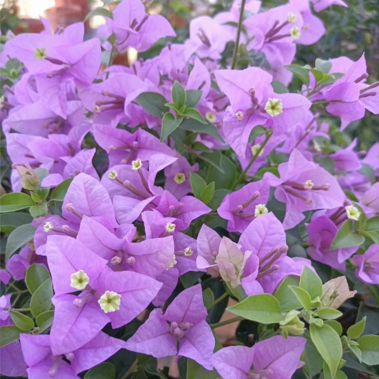 【巴西紫·】护心土球【不带花】发货运输过程中掉花落叶正常情况 