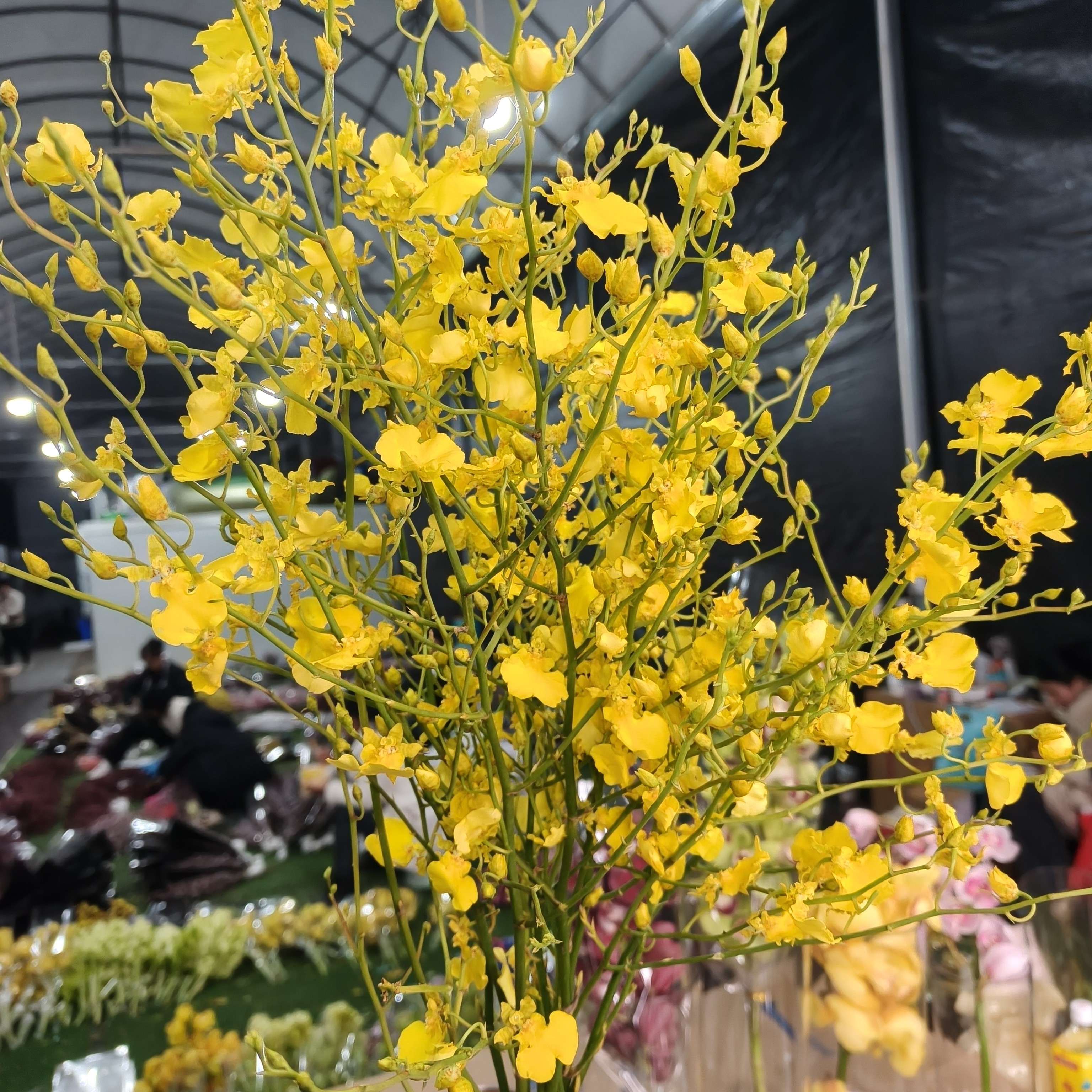 【云南基地直发A级跳舞兰】鲜切花稀有水养超长花期大花蕙兰鲜切