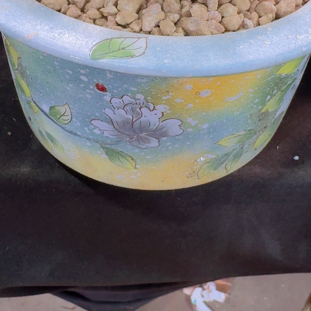 颗粒土多肉一物一拍